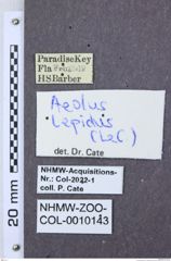 Etiketten zu Diplophoenicus jenischi (NHMW-ZOO-COL-0010143)